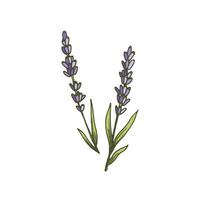 adorável ícone de lavanda. elemento botânico para produtos naturais de saúde e beleza, logotipo. ervas. mão desenhada ilustração vetorial floral em desenho de contorno de estilo doodle isolado no fundo branco vetor