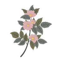 ramo de rosa selvagem. ilustração vetorial Briar, dog-rose, eglantine em estilo cartoon plana. vetor