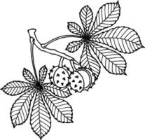ilustração desenhada à mão de um galho com castanhas e folhas. imprimir. esboço para colorir, contorno preto vetor