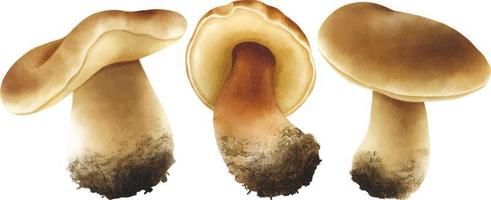 coleção estilo aquarela de ilustração de cogumelos vetor