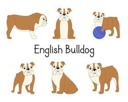 conjunto de bulldog inglês em diferentes poses. coleção de ilustração vetorial moderna de um cão vetor