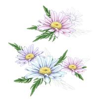 Desenho de flor da Margarida. Mão de vetor desenhado gravado conjunto floral. Esboço de tinta preta de camomila.