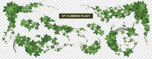 composição de escalada ivy world vetor