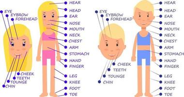 cartoon menino e uma menina. vocabulário de partes do corpo humano para aprender a soletrar palavras em inglês. vetor