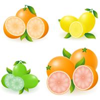 conjunto de ilustração em vetor citrino limão laranja limão toranja