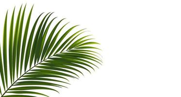 folhas de coco em fundo branco com traçado de recorte para elemento de design de folha tropical. Desenho de ilustração vetorial vetor