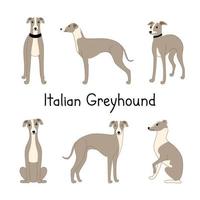 conjunto de cães de raças galgo italiano em diferentes poses. ilustração vetorial desenhada à mão vetor