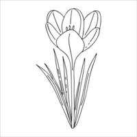 desenho de contorno de açafrão. as primeiras flores da primavera no estilo doodle. imagem em preto e branco. coloração de flores. flores para decoração, cartões postais, casamentos, aniversários. ilustração em vetor