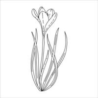 desenho de contorno de açafrão. as primeiras flores da primavera no estilo doodle. imagem em preto e branco. coloração de flores. flores para decoração, cartões postais, casamentos, aniversários. ilustração em vetor