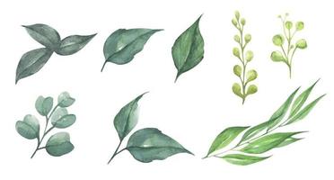 definir elementos de design aquarela de folhas verdes. ilustração botânica. vetor
