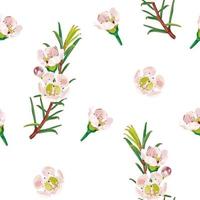 flor de cera, flor de cera geraldton. um padrão sem emenda com delicadas flores rosa de um chamelaucium. padrão botânico. ilustração das ações do vetor em um fundo branco.