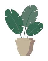 ficus simples no pote, ilustração da planta da borracha. vetor de ícone de planta em casa. horta caseira