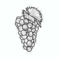 ilustração do estilo de gravura de uva