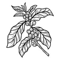 ramo de café com feijão e folha desenhada à mão para ilustração de restaurantes de café de loja vetor