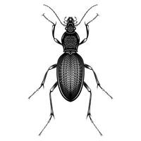 carabus violaceus ilustração vetorial design plano vetor