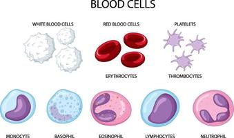 tipo de células sanguíneas humanas em fundo branco