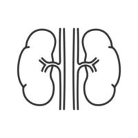 ícone linear de rins humanos. ilustração de linha fina. sistema urinário. símbolo de contorno. desenho de contorno isolado de vetor