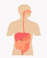 desenhos médicos do sistema digestivo humano vetor