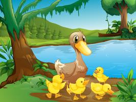 Um, mãe, pato, com, dela, ducklings vetor