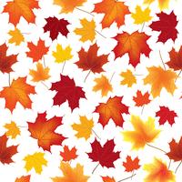 Bordo de outono deixa padrão sem emenda Fundo floral vetor