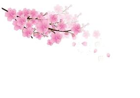 fundo de flores de sakura. fundo branco isolado de flor de cerejeira vetor