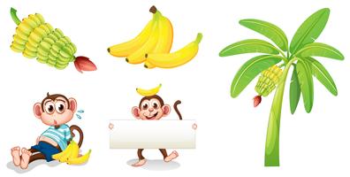 Bananas e macacos com uma tabuleta vazia
