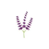 design plano de vetor de logotipo de flor de lavanda fresca