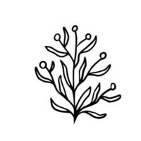 ilustração botânica. samambaia, eucalipto, buxo. fundo floral vintage. elementos de design vetorial. isolado. Preto e branco. vetor