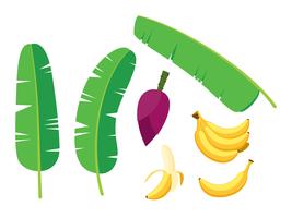 coleção de conjunto de vetores de palmeira banana fresca