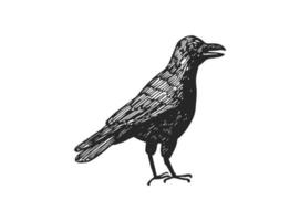 desenho de vetor de corvo escuro isolado no fundo branco.