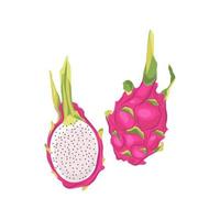 pitaya isolado no fundo branco. ilustração vetorial de fruta do dragão. vetor