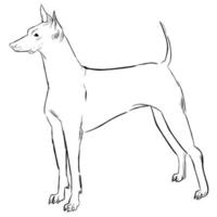 cão xoloitzcuintli isolado no fundo branco. vetor