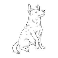 cão heeler de queensland isolado no fundo branco. vetor