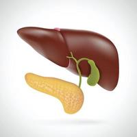 ilustração de fígado e pâncreas para uso médico vetor