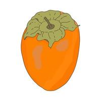 caqui laranja fruit.whole e imagem de style.vector de fruit.doodle fatiada. vetor