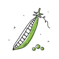 vagem de ervilha verde isolada no fundo branco. alimentos saudáveis orgânicos. ilustração vetorial desenhada à mão em estilo doodle. perfeito para cartões, logotipo, decorações, receitas, vários designs. vetor