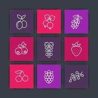 conjunto de ícones de linha de bagas, framboesa, mirtilo, cereja, uva, bérberis, ameixas, morango, groselha, colheita de cranberry, ilustração vetorial vetor