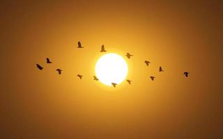 céu pôr do sol com aves migratórias vetor