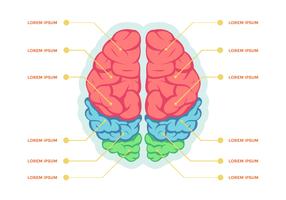 Modelo de vetor de infográfico de hemisférios cerebrais humanos