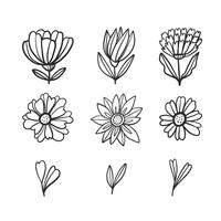 Doodle de flores e folhas coleção vetor