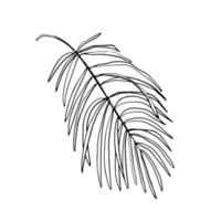folhas e folhagem de linha de palmeira tropical isolada no fundo branco. desenho vetorial vetor