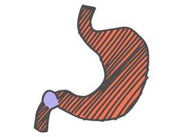 desenho de órgão humano do estômago. vetor de desenho de rabiscos