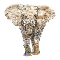 elefante animal aquarela esboço mão desenhada ilustração isolado fundo branco vetor