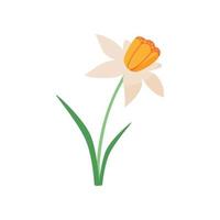 flor de narciso dos desenhos animados isolada no fundo branco. ilustração vetorial vetor