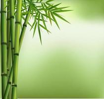 ilustração do bosque de bambu verde isolado com fundo verde vetor