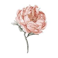 flor de peônia bege e rosa em aquarela isolada no fundo branco. elemento floral elegante. elemento isolado desenhado à mão para logotipo, cartões, modelos. vetor