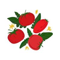 tomates vermelhos maduros e folhas em um fundo branco. vetor