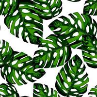 folhas verdes monstera padrão sem emenda. papel de parede tropical. vetor