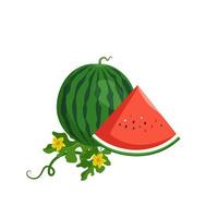 conjunto de deliciosa melancia listrada verde vermelha suculenta, frutas inteiras e pedaços com sementes, folhas e flores. doçura de verão, comida suculenta. ilustração vetorial plana vetor
