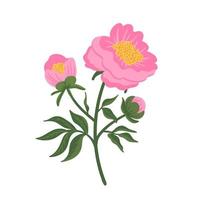 flor de peônia rosa. elemento floral isolado no branco. ilustração botânica vetorial desenhada à mão para convite de casamento, padrões, papéis de parede, tecido, embrulho vetor